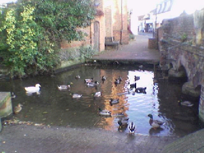 The Ducks in Welwyn Village