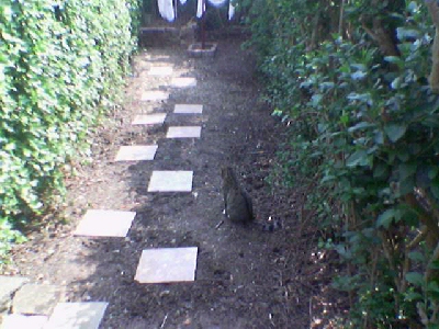Rear Garden Stepping stones